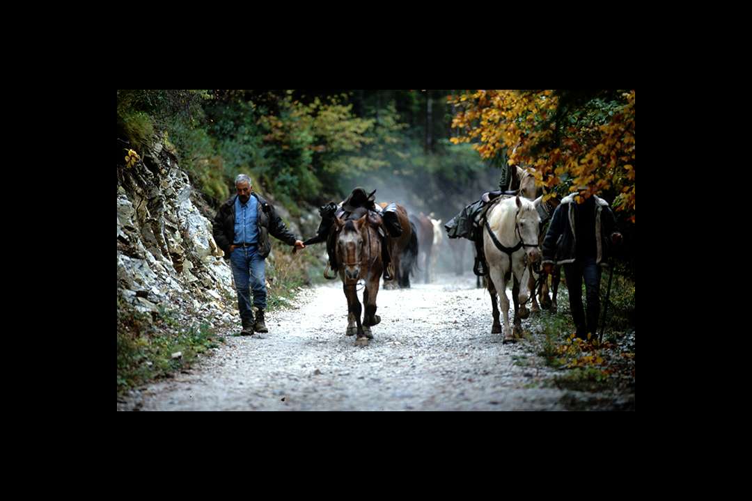 Transhumance Transhumance